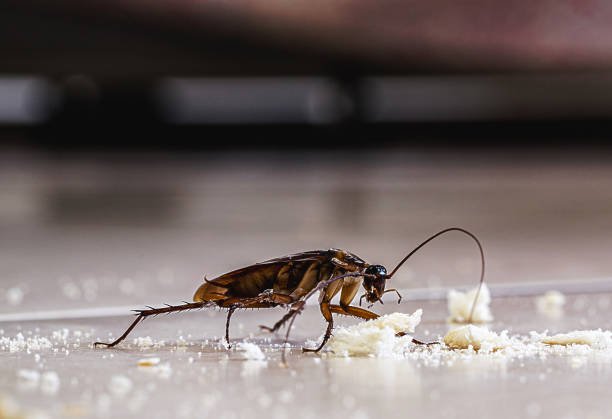 istockphoto 1850609875 612x612