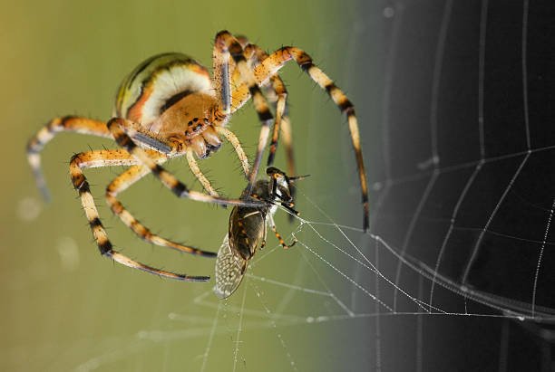 istockphoto 92098522 612x612